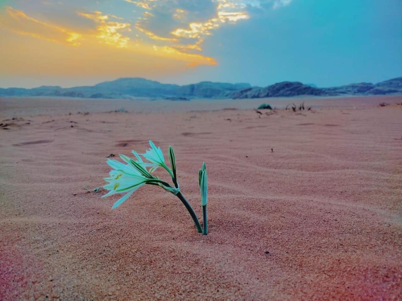 Wadi Rum Rozana Camp Esterno foto