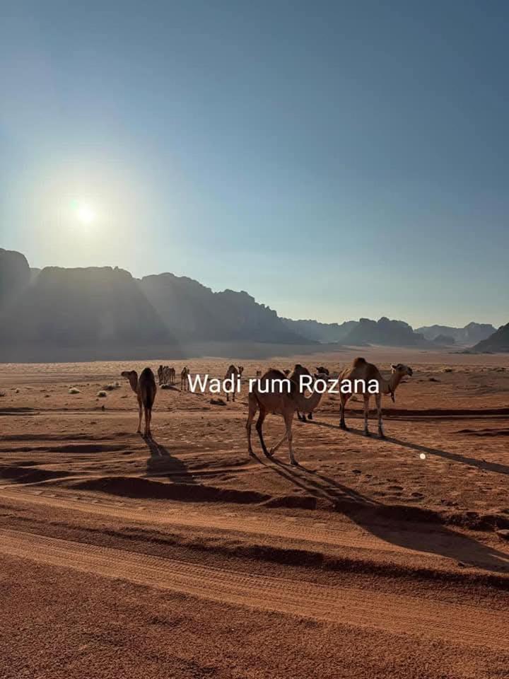 Wadi Rum Rozana Camp Esterno foto